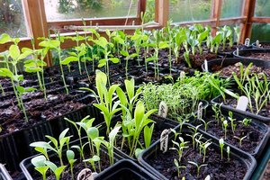 growing-vegetable-garden-rookie-mistakes_4a135fa216a2c40e06f2a8181eb8bb15_3x2_jpg_300x200_q85
